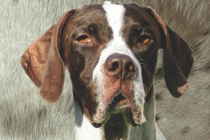 Cachorra branca e marrom, Missy