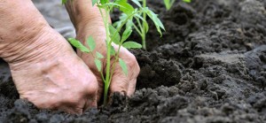 Close em mãos trabalhando no plantio de uma muda de planta.