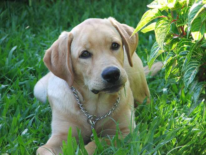 Guia De Treino Para Filhotes De Cachorro: A Guia Para