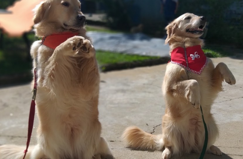 Foto de dois cães da raça Golden Retriever, apoiados sobre duas patas, com lenços vermelhos no pescoço